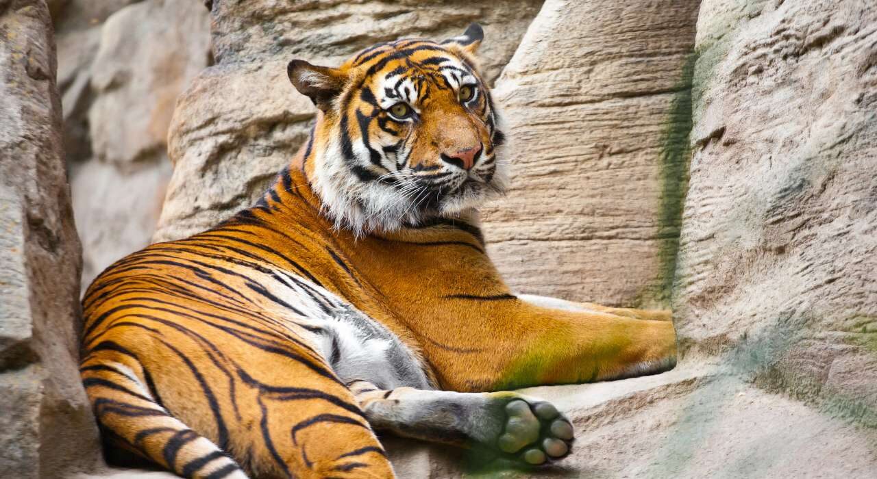 Jaipur Pushkar tour with Ranthambore Tiger Safari showing tiger, Pushkar lake and Jaipur monuments