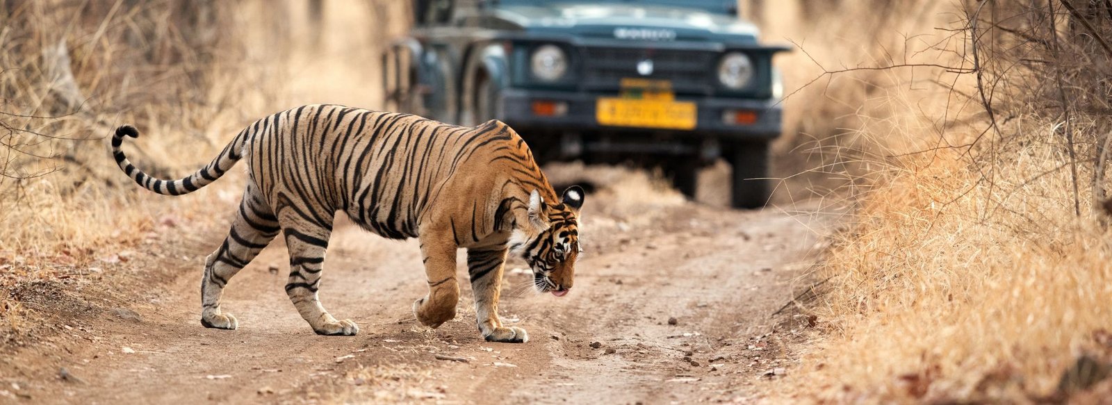 Golden Triangle Tour with Tiger Safari
