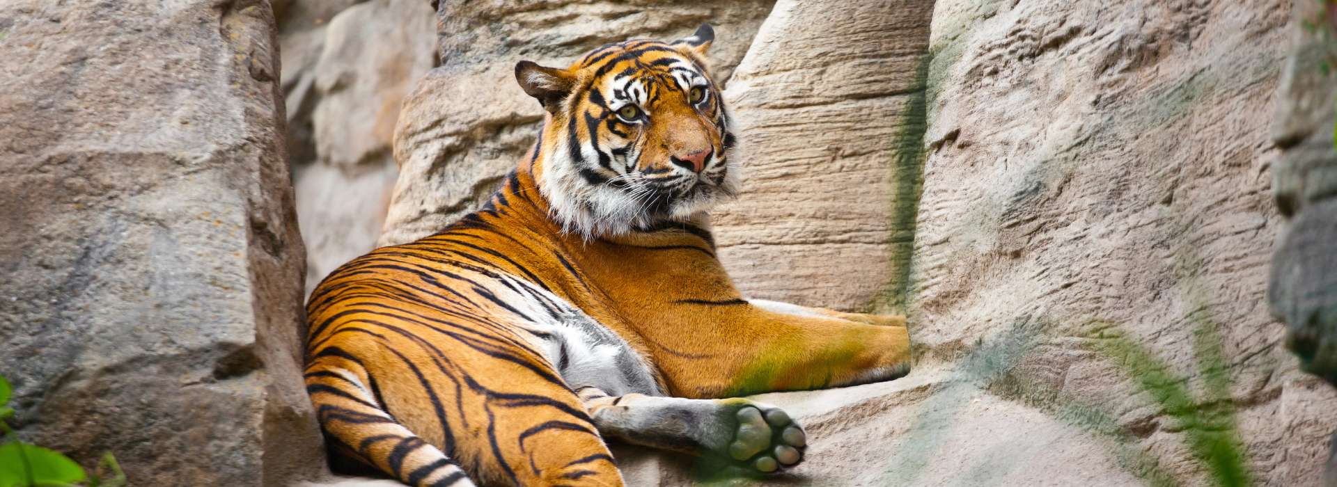 Jaipur Pushkar tour with Ranthambore Tiger Safari